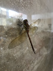 Anaciaeschna jaspidea