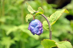 Meconopsis betonicifolia