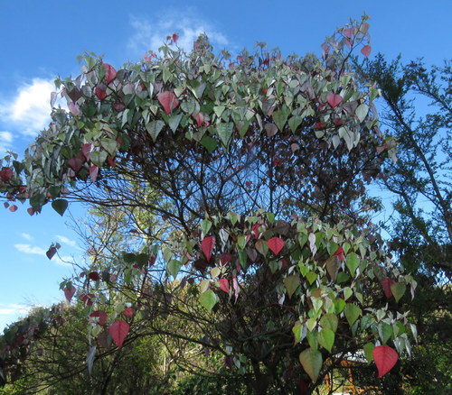 Homalanthus populifolius