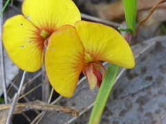 Bossiaea prostrata