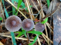 Mycena kuurkacea