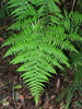 Common Ground Fern - Photo (c) Victor W Fazio III, some rights reserved (CC BY-NC), uploaded by Victor W Fazio III