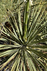 Yucca angustissima kanabensis