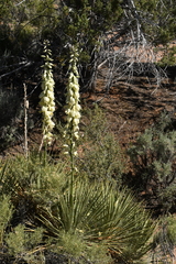 Yucca angustissima kanabensis