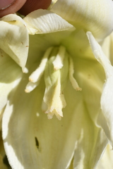 Yucca angustissima kanabensis