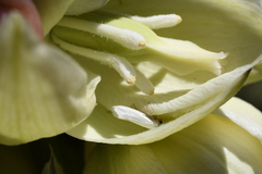 Yucca angustissima kanabensis