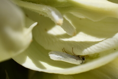 Yucca angustissima kanabensis