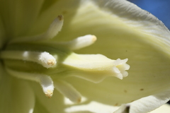 Yucca angustissima kanabensis