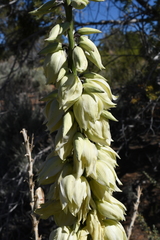 Yucca angustissima kanabensis