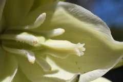 Yucca angustissima kanabensis