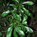 Acronychia oblongifolia - Photo (c) Victor W Fazio III,  זכויות יוצרים חלקיות (CC BY-NC), הועלה על ידי Victor W Fazio III