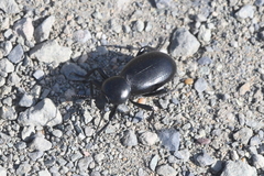 Eleodes grandicollis