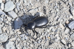 Eleodes grandicollis