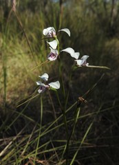 Diuris alba