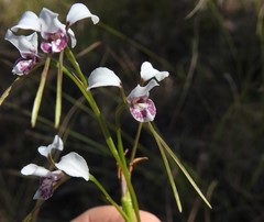 Diuris alba