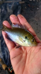 Lepomis punctatus