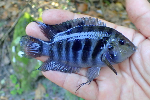 Convict Cichlid