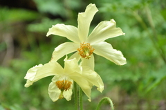 Meconopsis pseudointegrifolia