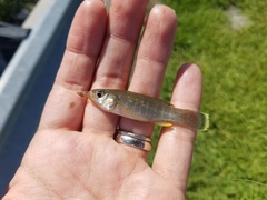 Fundulus grandis