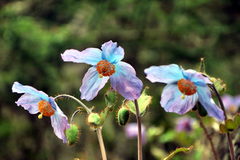 Meconopsis betonicifolia