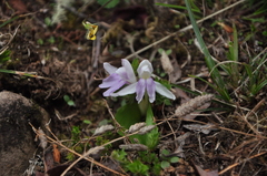Roscoea tibetica