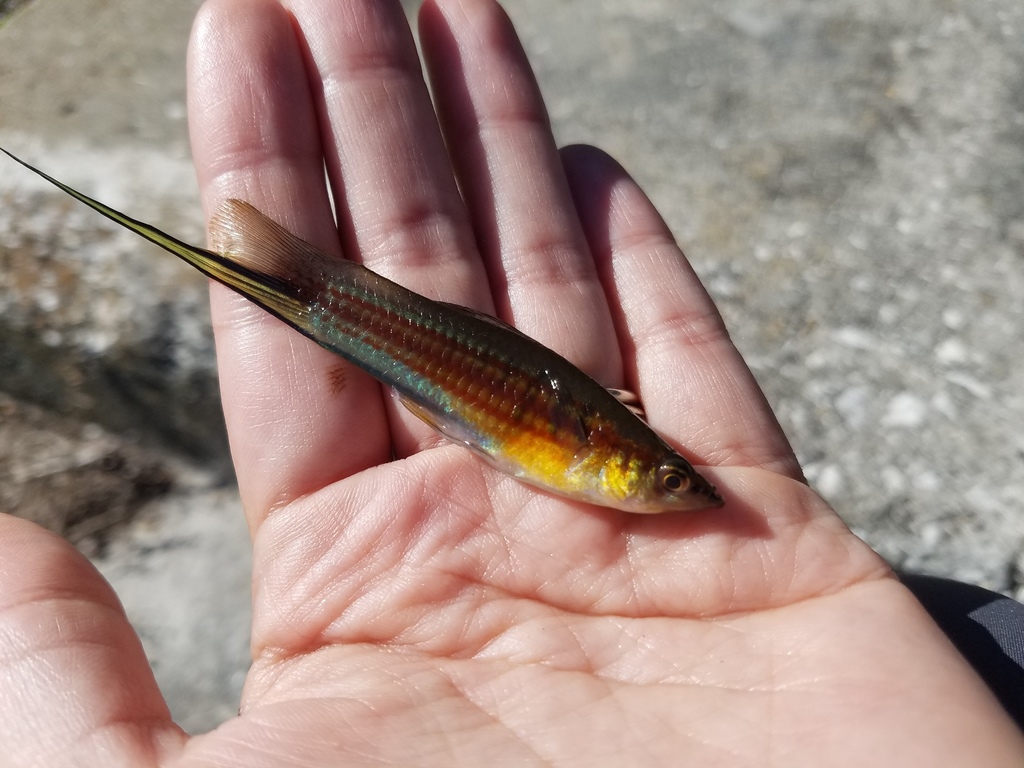 Green swordtail (Xiphophorus hellerii) — Poeciliidae