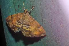 Hymeniini