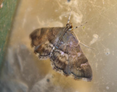 Hymeniini