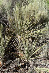 Yucca angustissima kanabensis
