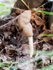 Helvella elastica