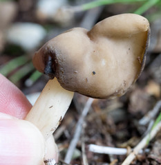 Helvella elastica