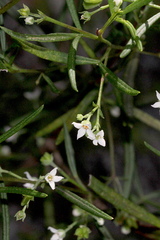 Zieria laxiflora