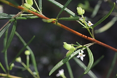 Zieria laxiflora