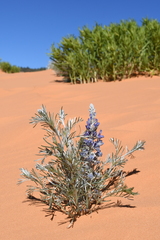 Sophora stenophylla