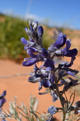 Sophora stenophylla