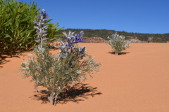 Sophora stenophylla