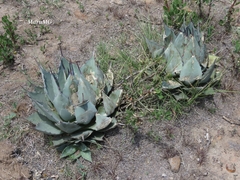 Agave flexispina