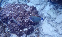 Acanthurus dussumieri