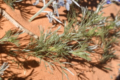 Sophora stenophylla