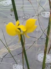 Utricularia cornuta