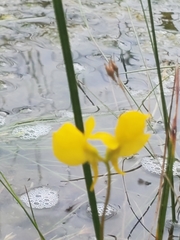 Utricularia cornuta