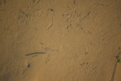 Paratya curvirostris