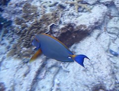 Acanthurus dussumieri