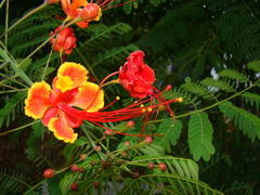 Caesalpinia pulcherrima