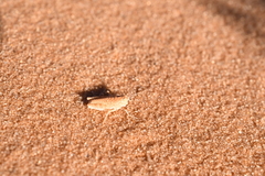 Trimerotropis barnumi