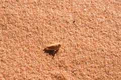 Trimerotropis barnumi