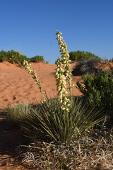 Yucca angustissima kanabensis