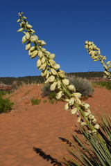 Yucca angustissima kanabensis