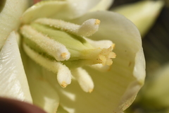 Yucca angustissima kanabensis