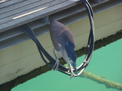 Nycticorax caledonicus caledonicus